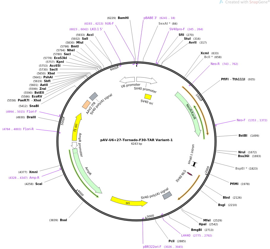 pAV-U6+27-Tornado-F30-TAR Variant-1质粒图谱